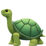 🐢